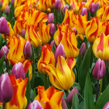 Tulipán Giuseppe Verdi - Tulipa - prodej cibulovin - 3 ks