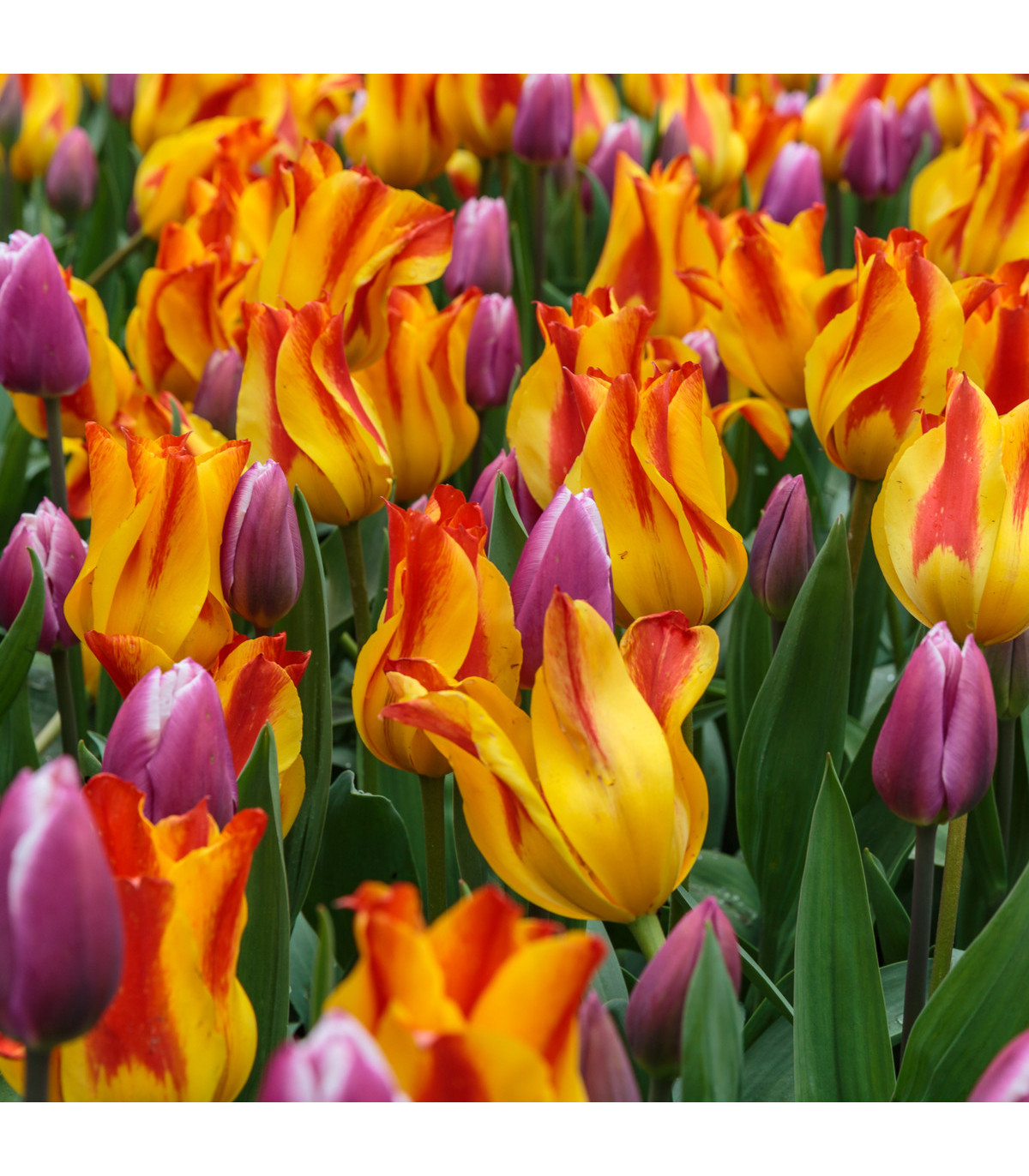 Tulipán Giuseppe Verdi - Tulipa - prodej cibulovin - 3 ks