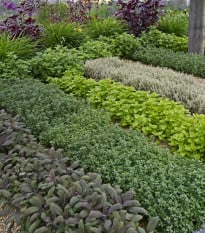 Aromatické byliny a koření - směs - prodej semen - 0,5 g