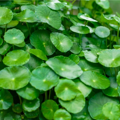 Gotu Kola - Centella asiatica - prodej semen - 4 ks