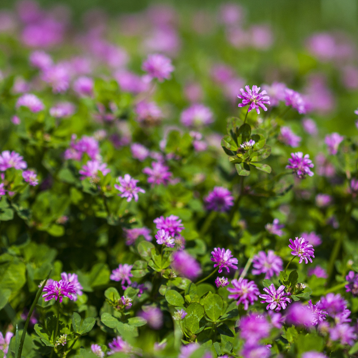 Jetel zvrácený - Trifolium resupinatum - prodej semen - 100 ks