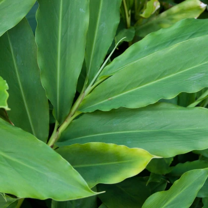 Kardamovník obecný - Elettaria cardamomum - prodej semen - 5 ks