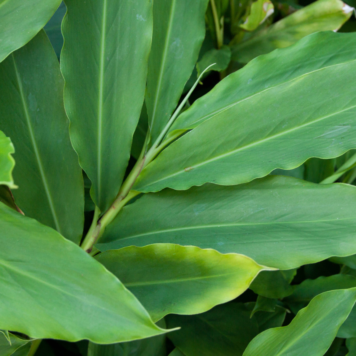 Kardamovník obecný - Elettaria cardamomum - prodej semen - 5 ks