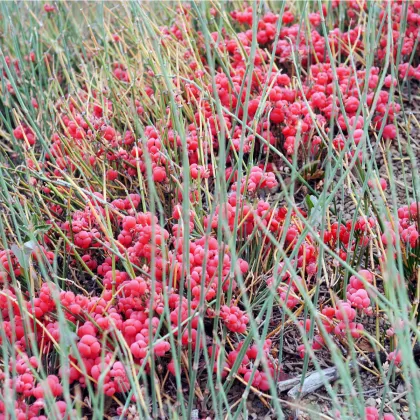 Semínka chvojníku - Ephedra sinica -  Chvojník čínský - prodje semen - 8 ks