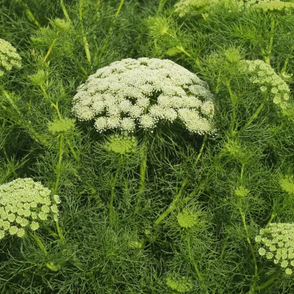 Pakmín větší - Ammi majus - prodej semen - 300 ks