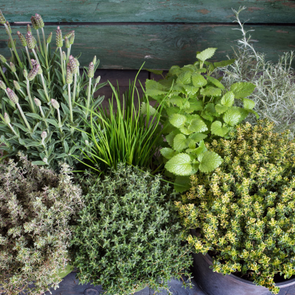 Semínka bylin - Směs divokých aromatických bylin - Aromatické byliny divoké směs - prodej semen - 0,2 g 