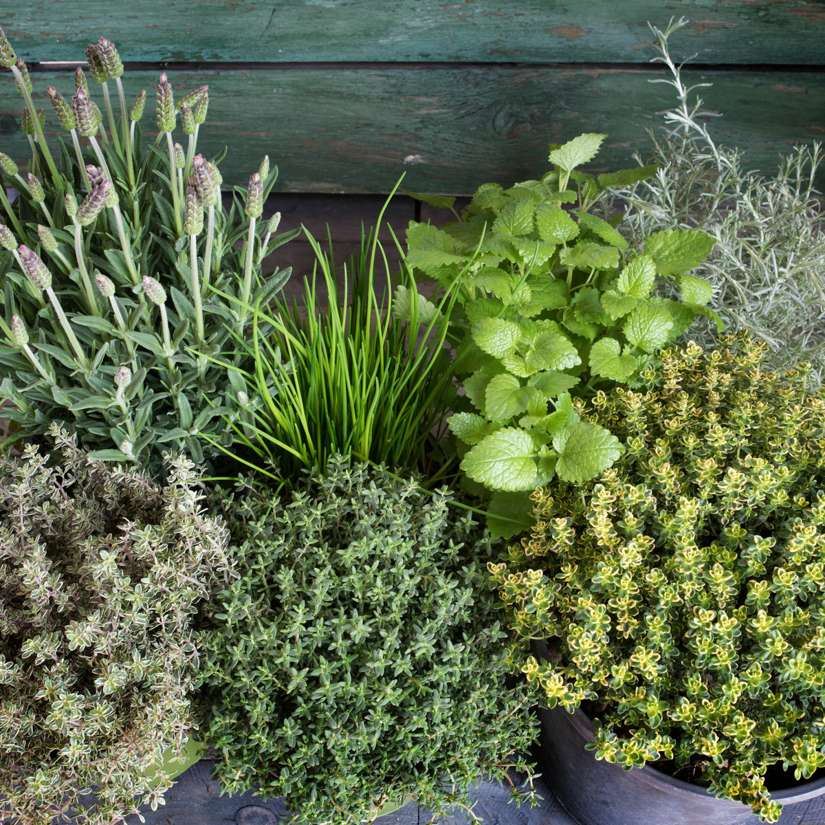 Semínka bylin - Směs divokých aromatických bylin - Aromatické byliny divoké směs - prodej semen - 0,2 g 