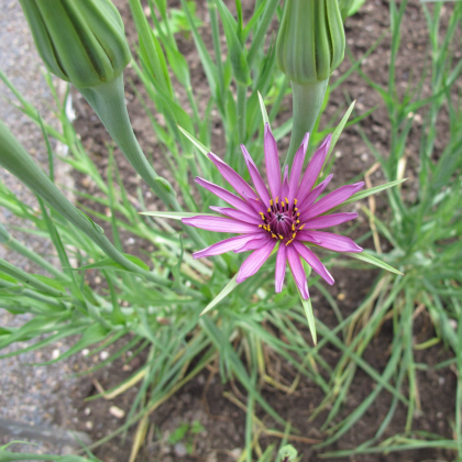Kozí brada fialová - Tragopogon porrifolius - prodej semen - 90 ks