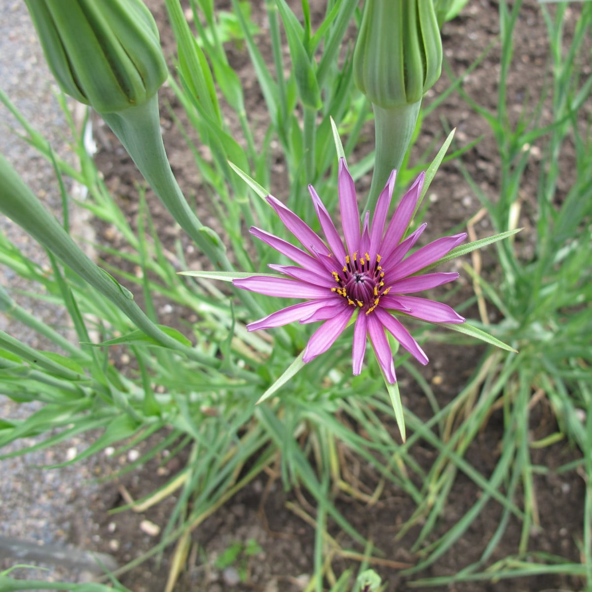 Kozí brada fialová - Tragopogon porrifolius - prodej semen - 90 ks