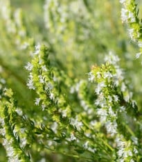 Yzop lékařský bílý - Hyssopus officinalis - prodej semen - 100 ks