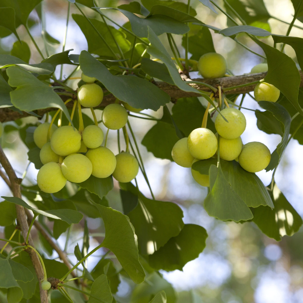 Jinan dvoulaločný - Ginkgo biloba - prodej semen - 2 ks