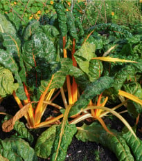 Mangold žlutý Giallo - Beta vulgaris - prodej semen - 60 ks