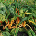 Mangold žlutý Giallo - Beta vulgaris - prodej semen - 60 ks
