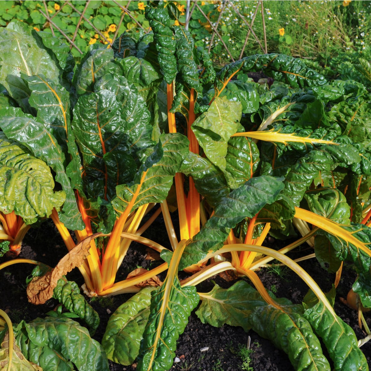 Mangold žlutý Giallo - Beta vulgaris - prodej semen - 60 ks