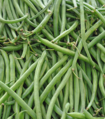 Fazole tyčková Algarve - Phaseolus vulgaris - prodej semen - 20 ks
