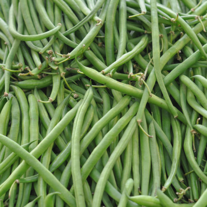 Semínka fazolů - Phaseolus vulgaris -  Fazol tyčkový Algarve - prodej semen - 8 ks