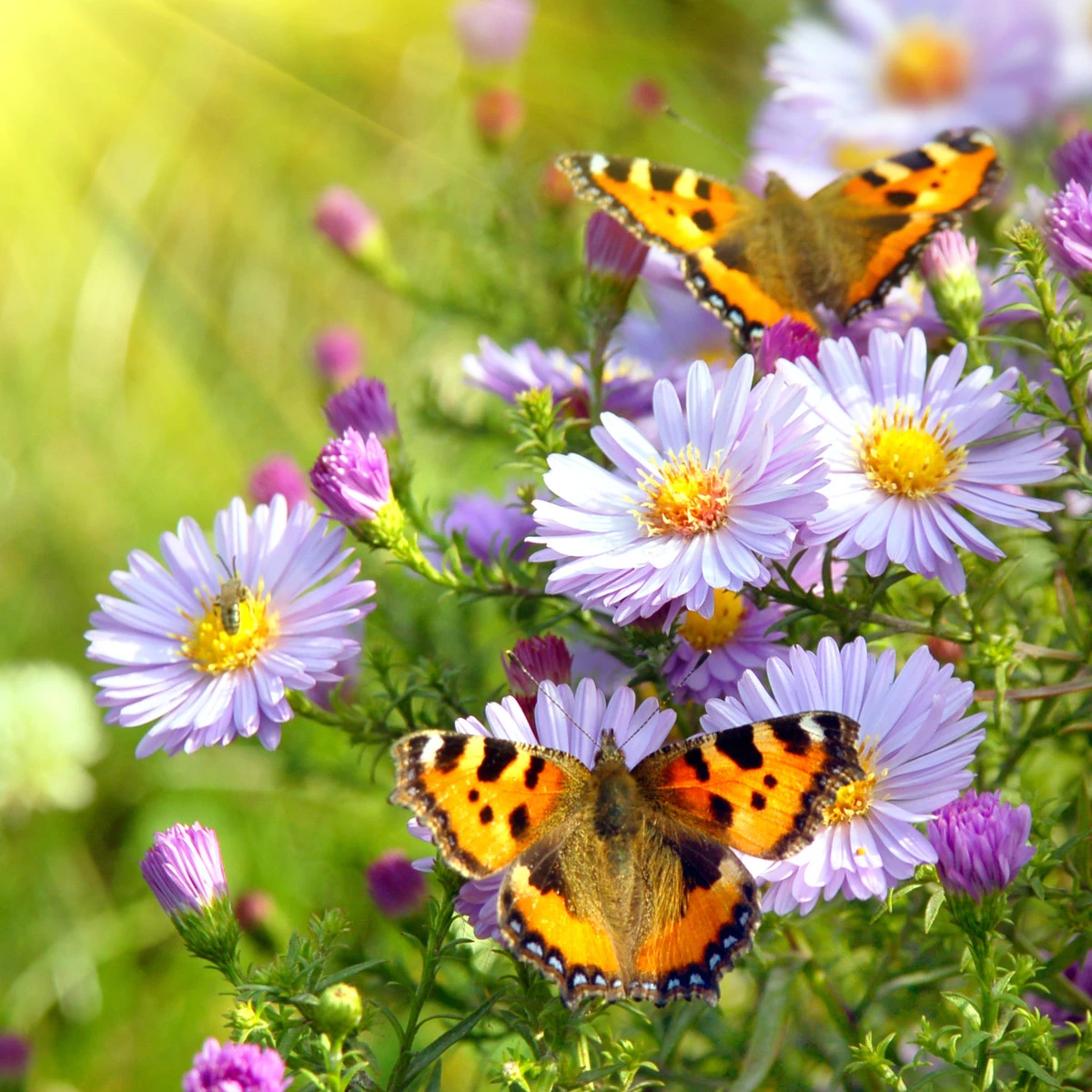 Květinová směs pro motýly - prodej semen - 3 g