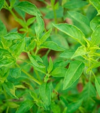 Bazalka citrónová - Ocimum basilicum citriodorum - prodej semen - 100 ks