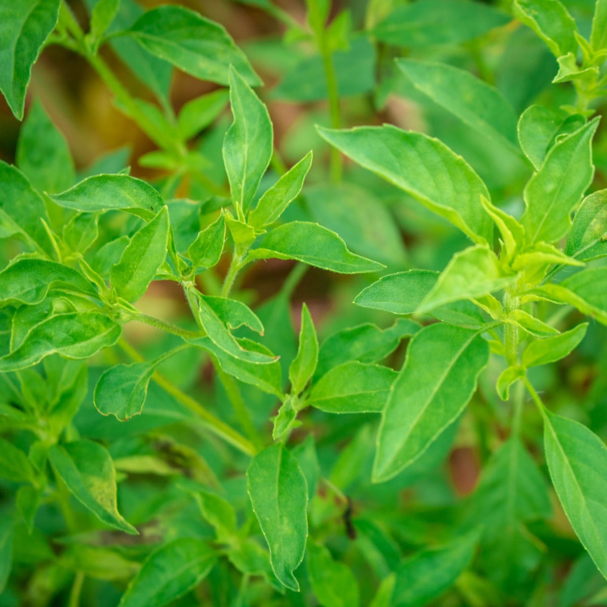 Bazalka citrónová - Ocimum basilicum citriodorum - prodej semen - 100 ks