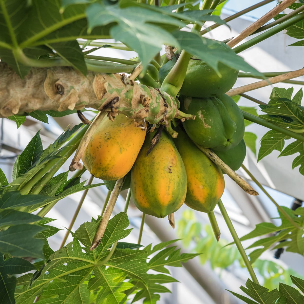 Papája červená - Carica papaya - prodej semen - 5 ks