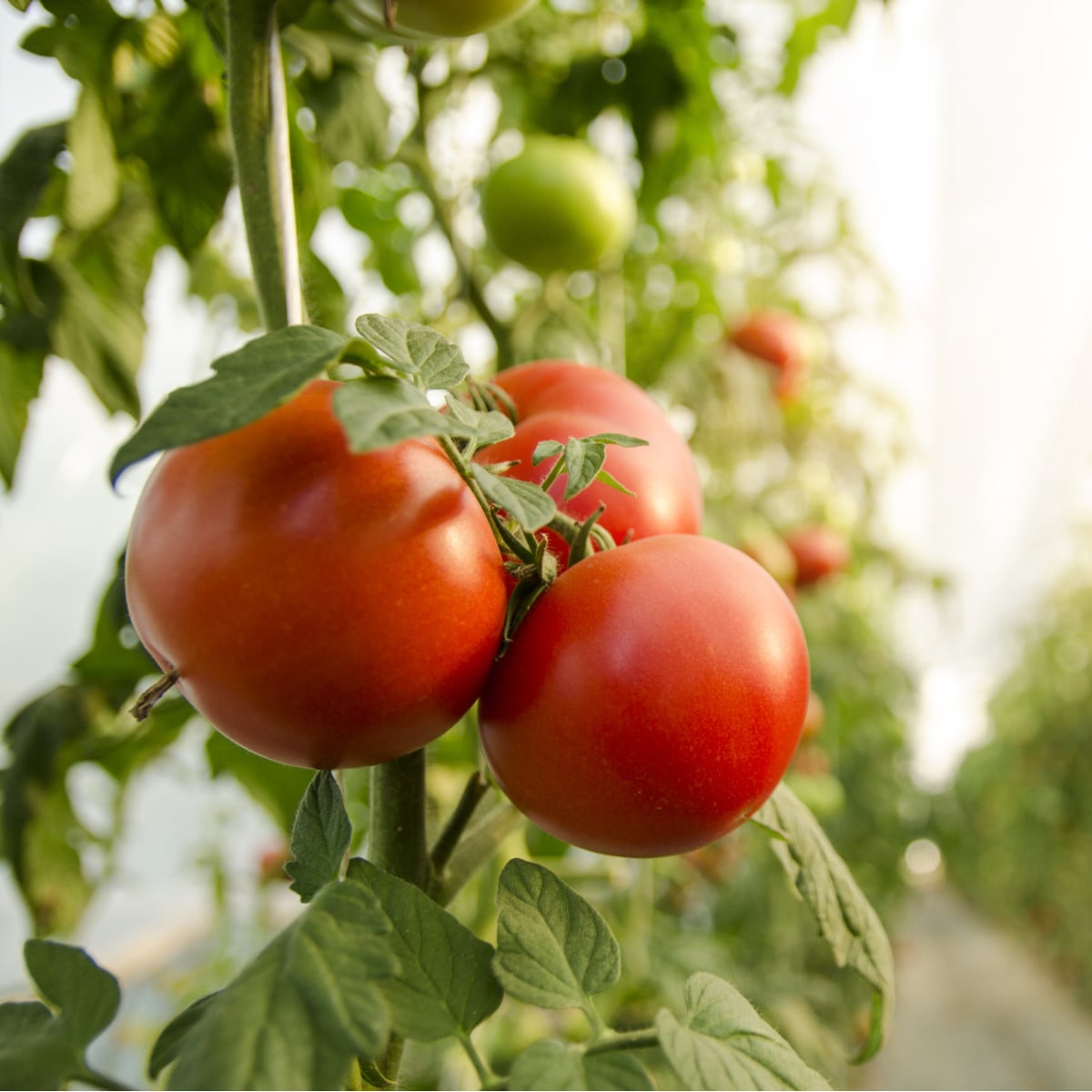 Rajče Moneymaker - Solanum lycopersicum - prodej semen - 20 ks