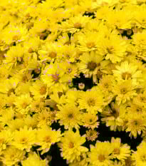 Kopretina osenní Helios - Chrysanthemum segetum - prodej semen - 100 ks