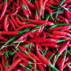 Chilli Thai Hot - extra pálivé - semena Chilli papriček - 6 ks