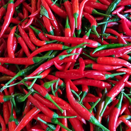 Chilli Thai Hot - extra pálivé - semena Chilli papriček - 6 ks