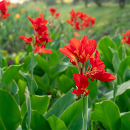 Kana indická - Canna indica - prodej semen - 6 ks