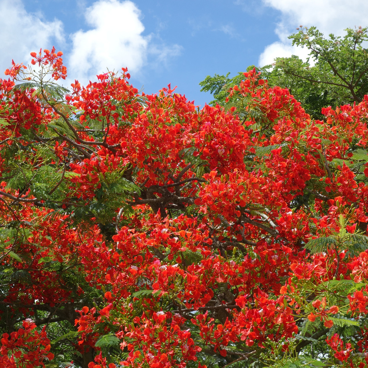 Třešeň jamajská - Muntingia calabura - prodej semen - 6 ks