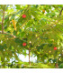 Jamajská třešeň - Muntingia calabura - prodej semen - 6 ks
