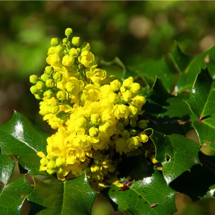 Mahónie cesmínolistá - Mahonia aquifolium - prodej semen - 5 ks