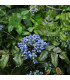 Semínka mahónie – Mahonia aquifolium - Mahónie cesmínolistá – prodej semen - 5 ks