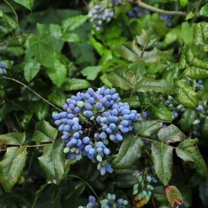 Mahónie cesmínolistá - Mahonia aquifolium - prodej semen - 5 ks