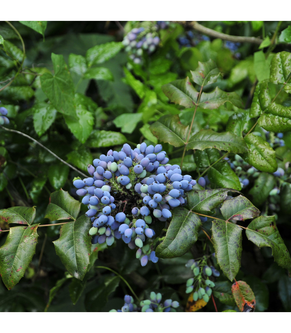 Semínka mahónie – Mahonia aquifolium - Mahónie cesmínolistá – prodej semen - 5 ks