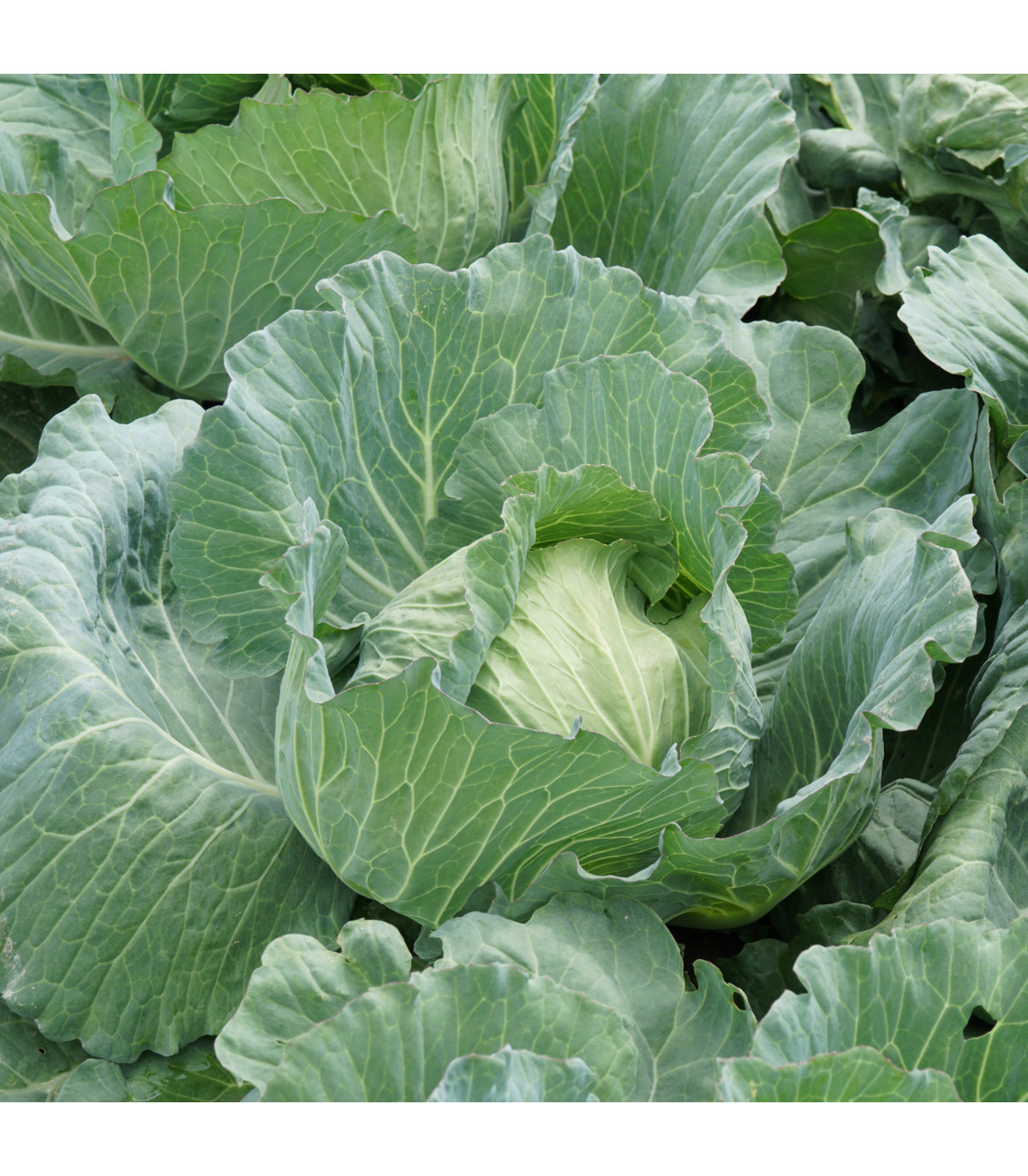 Zelí bílé Brunswijker - Brassica oleracea - prodej semen - 0,8 g