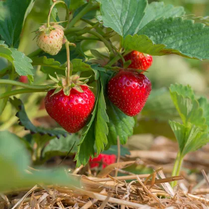 Jahodník velkoplodý Temptation - Fragaria ananassa - prodej semen - 10 ks