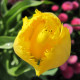 Tulipán Crispy Gold - Tulipa - cibuloviny - 3 ks