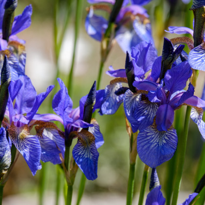 Kosatec Little Sapphire - Iris pumila - prodej cibulovin - 1 ks