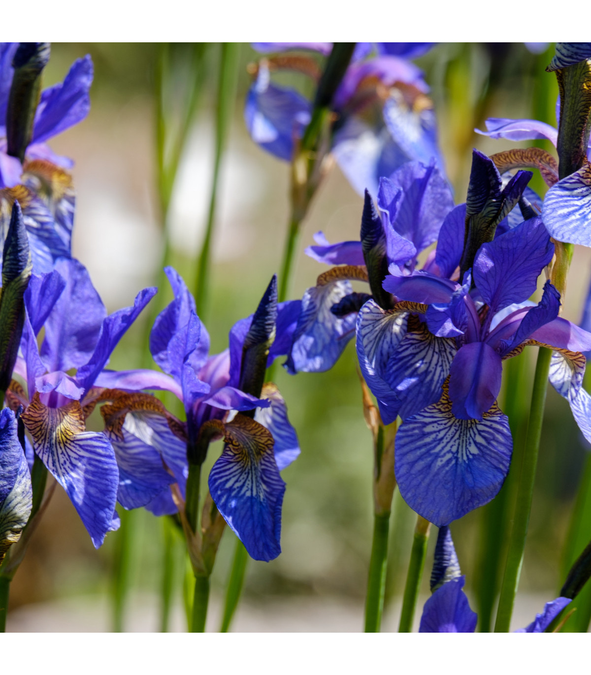 Kosatec Little Sapphire - Iris pumila - prodej cibulovin - 1 ks