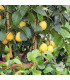 Citroník limonový - Citrus limon - prodej semen - 5 ks