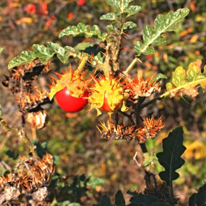 Rajče Liči - Solanum sisymbrifolium - prodej semen - 6 ks
