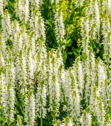Šalvěj Victoria White - Salvia farinacea - prodej semen - 12 ks