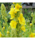 Divizna malokvětá - Verbascum thapus - prodej semen - 0,02 g