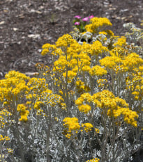 Starček přímořský - Cineraria maritima - prodej semen - 300 ks