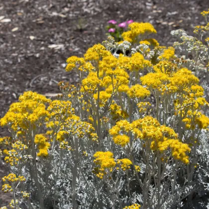 Starček přímořský - Cineraria maritima - prodej semen - 300 ks