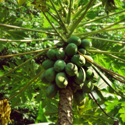 Papaya melounová - Carica Papaya - prodej semen - 4 ks