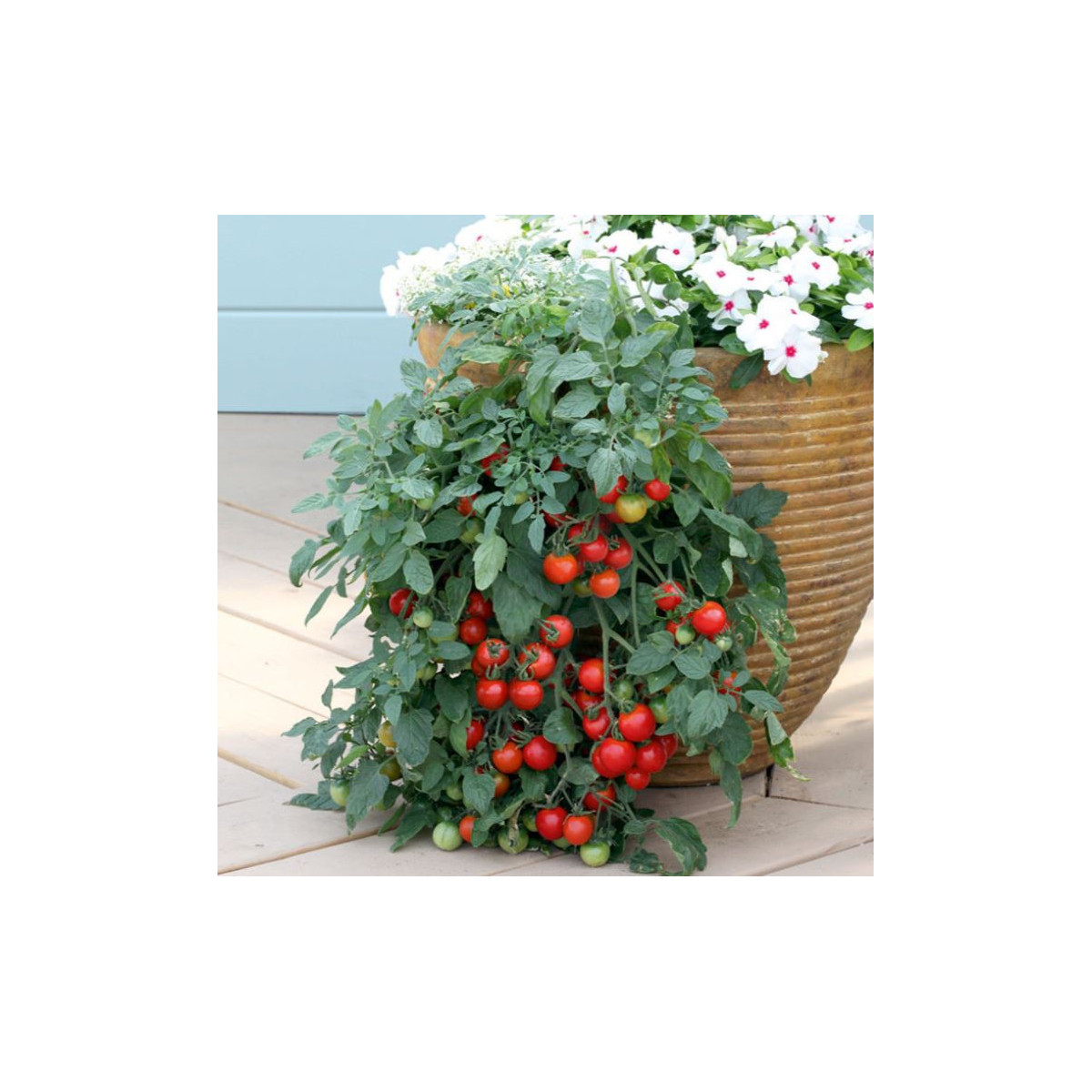 Rajče Tumbler - Lycopersicon esculentum - prodej semen - 6 ks