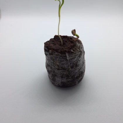 Sadbovací tablety před použítím a po použití