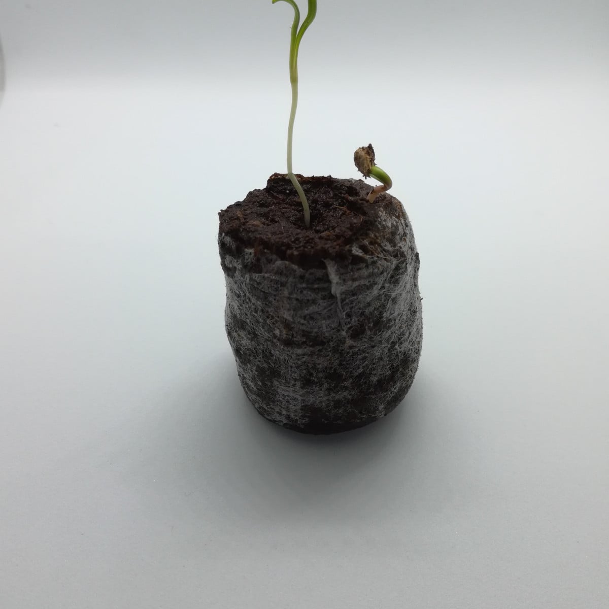 Sadbovací tablety před použítím a po použití